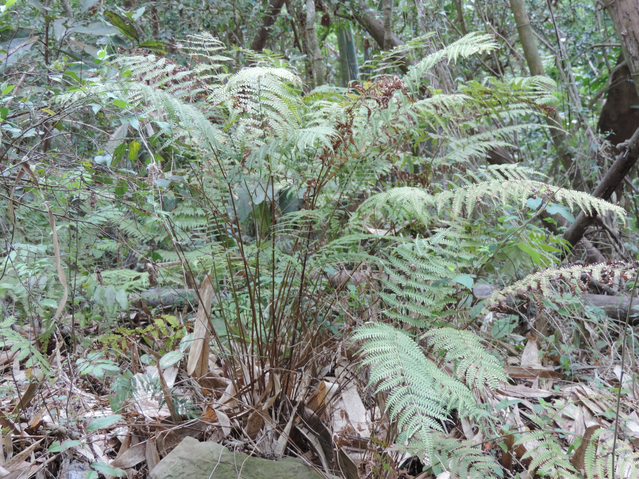 Pteris longipes